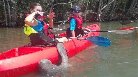 Florida Manatee Tours Kayaking Orlando | See Florida Manatees Up-close!