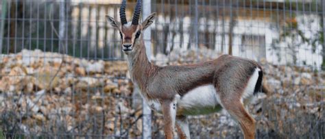 Wildlife in Israel - Types of Israeli Animals - AZ Animals