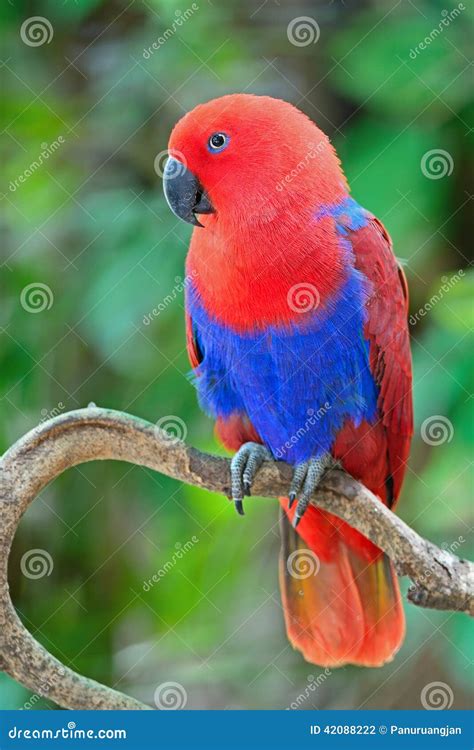 Female Eclectus parrot stock photo. Image of blue, colorful - 42088222