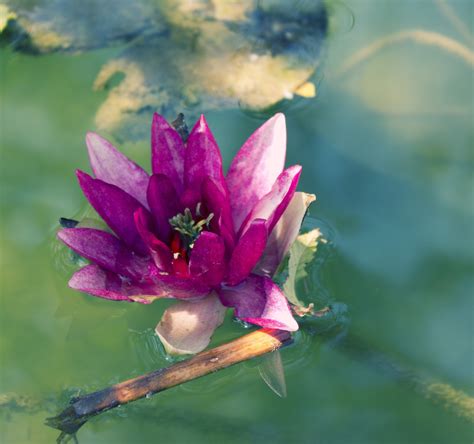 Lotus Flower Water - Free photo on Pixabay - Pixabay