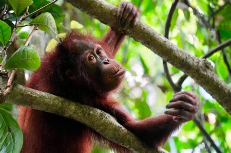 A guide to malaysian borneo things to do in east malaysia – Artofit