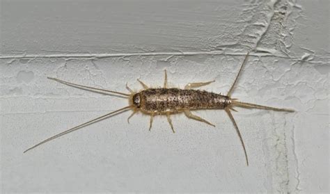 Does Washing Clothes Kill Silverfish Eggs - Honor Services