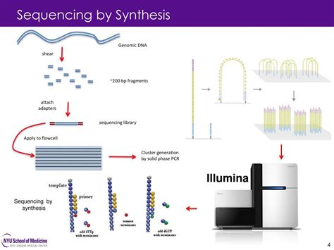 Sequencing By Synthesis