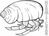 Hermit Crab And Shell Coloring Page  Free Printable Pages For sketch template