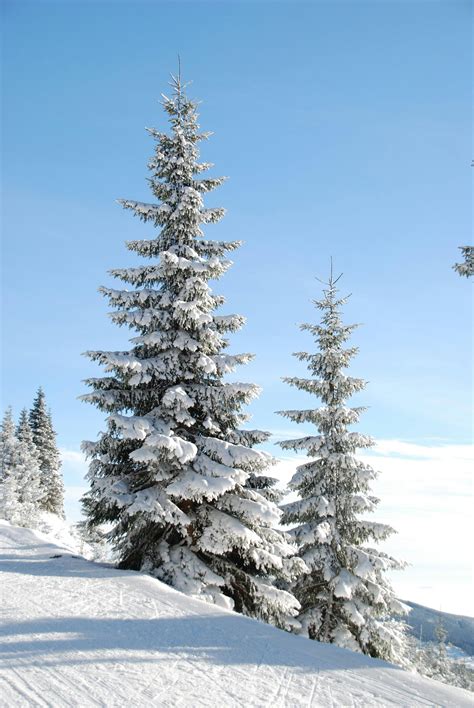 Snow Cap Pine Tree · Free Stock Photo