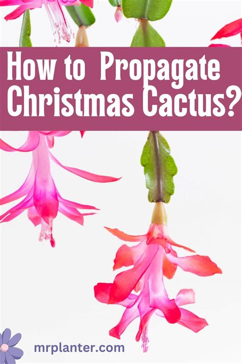 How to Propagate Christmas Cactus? (Complete Guide)