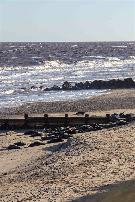 Seals on Horsey Beach, Norfolk © Laurie Bolt :: Geograph Britain and ...