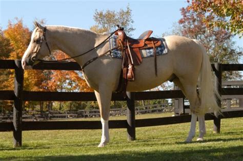 Cheap Horses: 10 Cheap Breeds & Where To Get Them