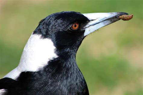 Feeding Australian Magpies - Tips to Keep Magpies Happy & Healthy – The Magpie Whisperer