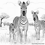 Zebra Coloring Pages  Free & Printable sketch template