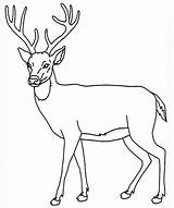 Deer Coloring Page Printable sketch template
