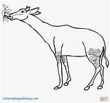 Musk Ox Coloring Page At GetColoringscom  Free Printable Colorings sketch template