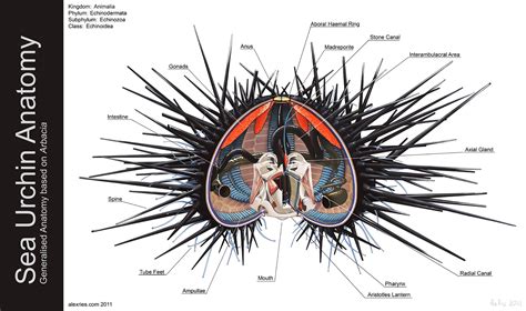 Sea Urchin Anatomy by Abiogenisis on DeviantArt