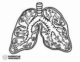 Respiratory System No Labels Coloring Sheet Pages sketch template