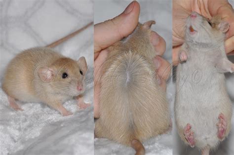 Pearl / Cinnamon Pearl - RAT VARIETY GUIDE