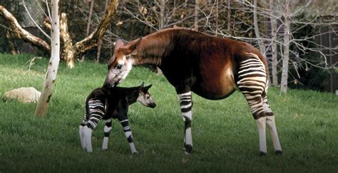 Okapi | San Diego Zoo Institute for Conservation Research