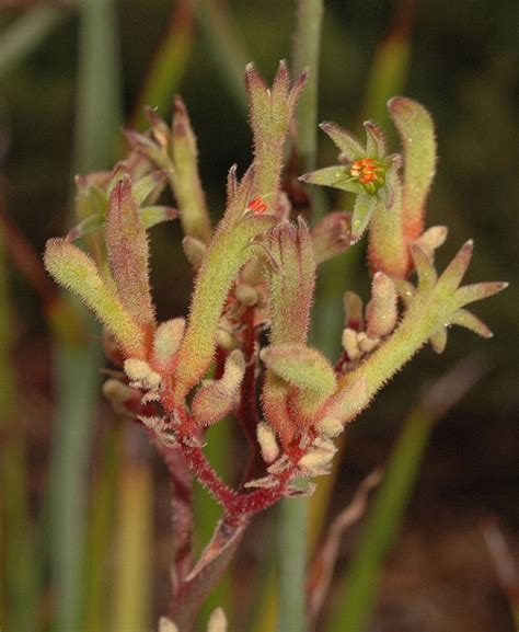 Anigozanthos flavidus (Haemodoraceae) image 31819 at