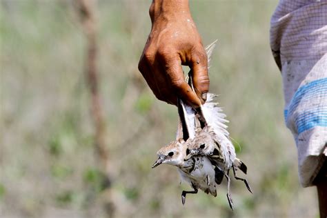 Spoon-billed Sandpiper Conservation in Bangladesh | Conservation India