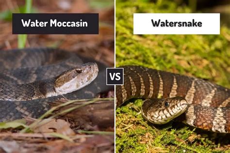 Water Moccasin Vs Watersnake (5 Differences) - ReptileHow.com