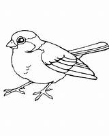 Robin Coloring Pages  Best For Kids sketch template