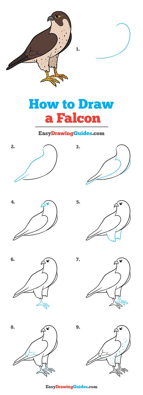 How to Draw a Falcon - Really Easy Drawing Tutorial | Drawing tutorial easy, Drawing tutorial ...