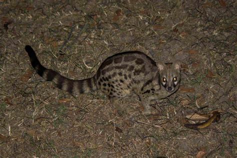 Rusty-spotted Genet - Wildlife Vagabond