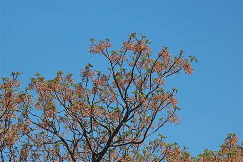 Seeds On Syringa Tree Free Stock Photo - Public Domain Pictures