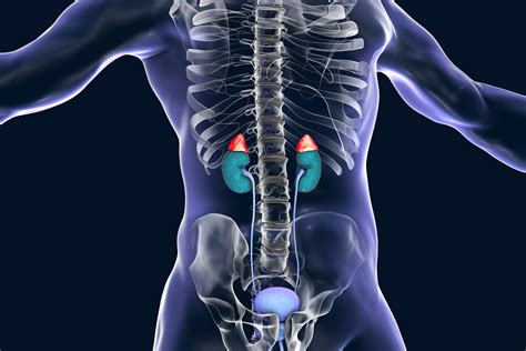 The Stages of Adrenal Fatigue - Gulf Coast Institute of Rejuvenation