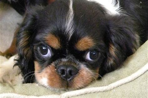 English Toy Spaniel puppy for sale near Las Vegas, Nevada | 4b66d545-96a1