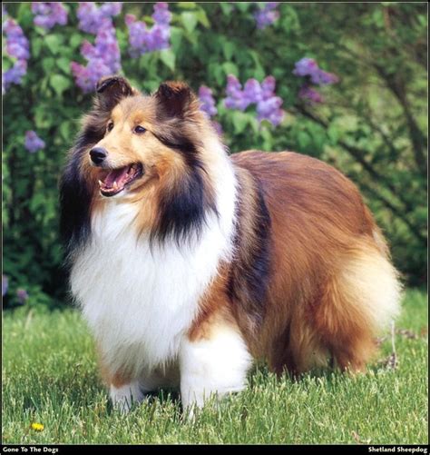 Collies | Miniature collie, Shetland sheepdog puppies, Shetland sheepdog