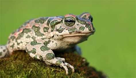 Toad – Spirit Animal, Totem, Symbolism and Meaning - Dream Astro Meanings