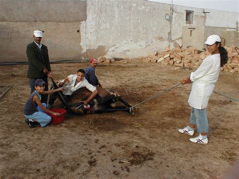 Imådje:Physical restraint for field mule castration Morocco.jpg — Wikipedia