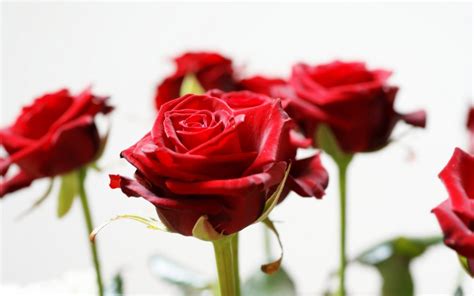 Red Rose Wallpapers