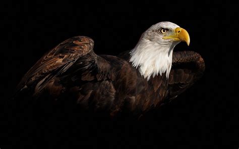 Bald eagle, birds, animals, black background, bald eagle HD wallpaper | Wallpaper Flare