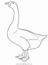 Goose 1 Coloring Page For Kids  Free Swans And Geese Printable sketch template