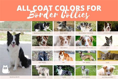 Carta De Colores De Border Collie Colores Del Abrigo Collie España ...