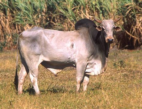 Ongole Bulls: Ongole Bull