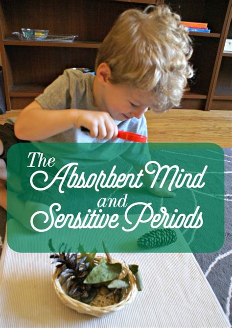 What is the Absorbent Mind & Sensitive Periods?