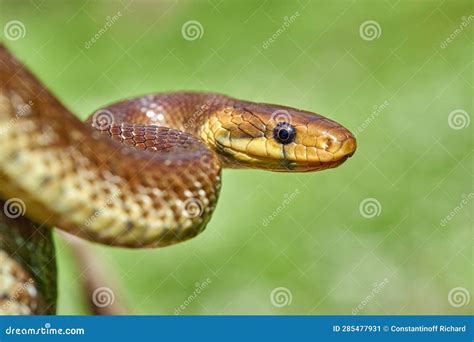 Aesculapian Snake ( Zamenis Longissimus), Previously Elaphe Longissima in Natural Habitat Stock ...