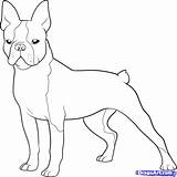 Boston Terrier Coloring Page  Home sketch template