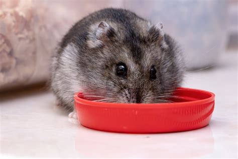 Campbell Dwarf Hamster Babies Stock Photo - Image of hamsters, campbelli: 17335470