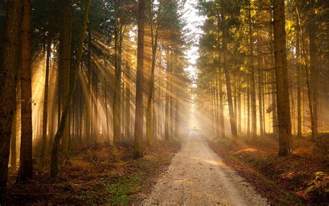 nature, Trees, Forest, Path, Sunlight Wallpapers HD / Desktop and Mobile Backgrounds
