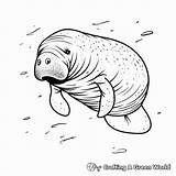 Manatee Coloring Pages  Free & Printable sketch template
