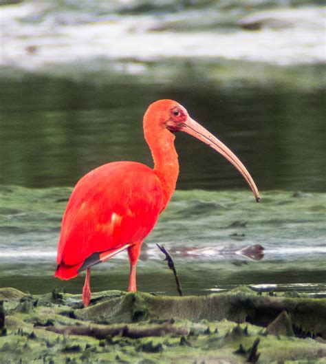 Len's Lens - Confessions of a digiscoper: Trinidad: Scarlet Ibis - Eudocimus ruber