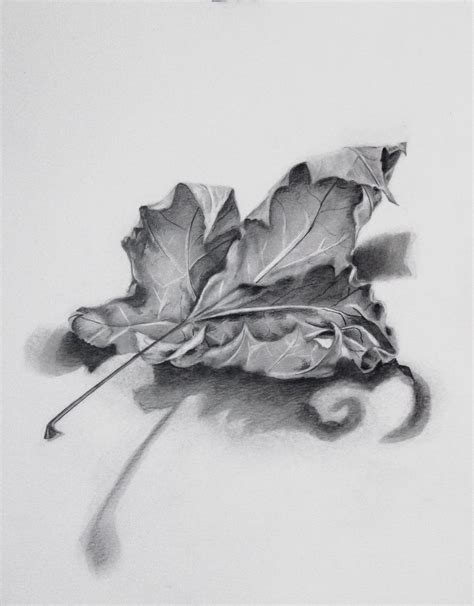 Pin by Rachael Krussel on Drawing | Leaves sketch, Graphite drawings ...