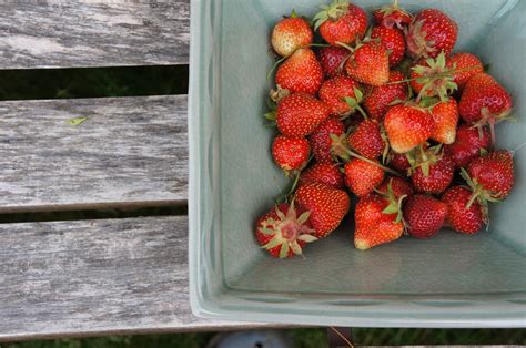 The Backyard Farming Connection: Growing Your Own Fruit