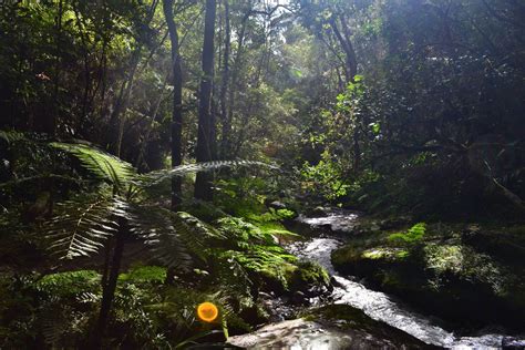 Primary rainforest, Madagascar Madagascar, Ark, Rainforest, Primary, Landscapes, River, Nature ...