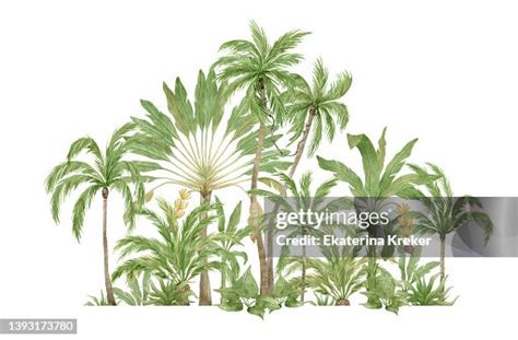 Watercolor Jungle High-Res Vector Graphic - Getty Images