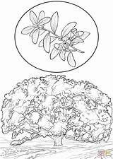 Southern Live Oak coloring page  Free Printable Coloring Pages sketch template