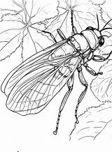 Free Cicada Coloring Page  Printable Pages sketch template